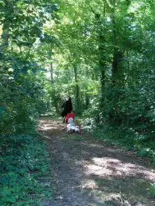 scene in het bos 4.webp